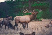divi_photography_wildlife-3