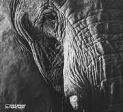 joehendricks_elephants-2